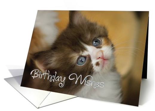 Kitten Birthday Card